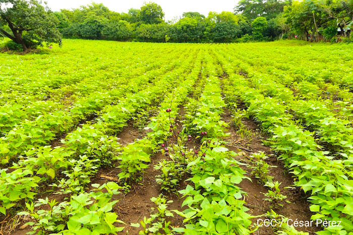 presentan-estrategia-para-produccion-raices-tuberculos-nicaragua